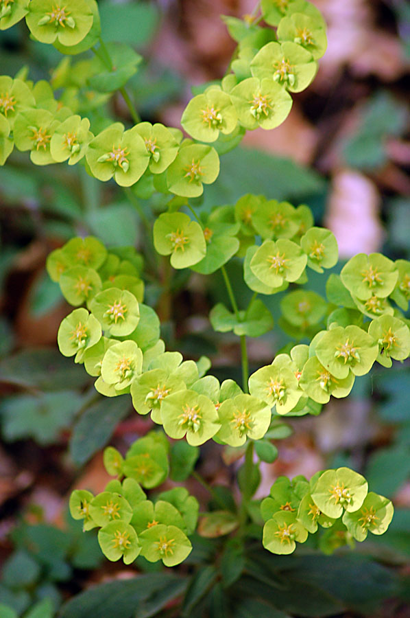 Euphorbia amygdaloides ?